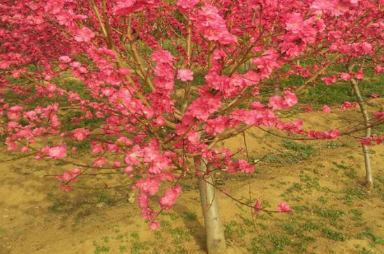 碧桃树的介绍（属于落叶乔木株高在3～8米间）