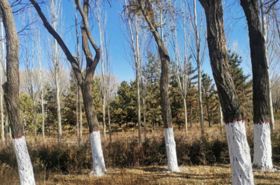 防止树木冻裂的方法（冬天怎样防止树木冻死）