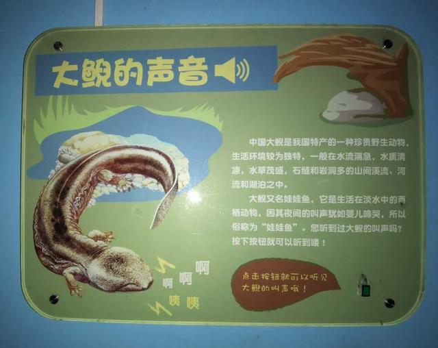 暑假适合去上海野生动物园游玩吗（暑假里上海野生动物园游记）