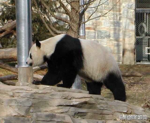 大熊猫的生活习性简介