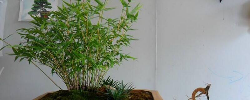 室内米竹的养殖方法有哪些 室内米竹的养殖方法和技术