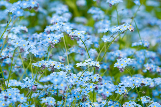 蓝色的花有哪些及花名的名字（蓝色花的名称）