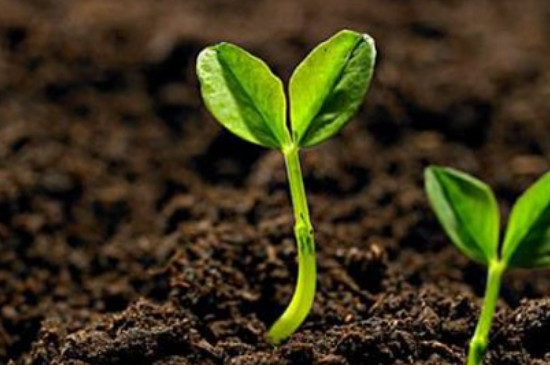 土壤对植物的生长有哪些作用（为植物生长提供了养分和水分）