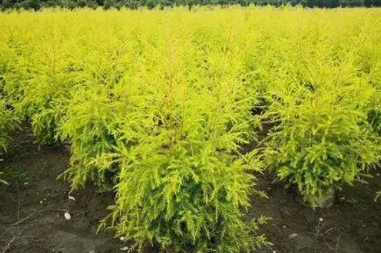 黄金香柳适合庭院种植（黄金柳的养殖方法和注意事项）