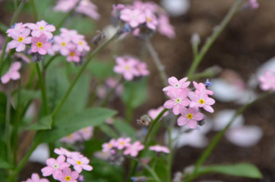 四季春花可以在室内养吗（不适合室内养护）