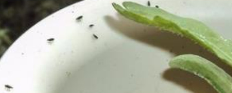 有什么方法解决花盆里的小飞虫（花盆有小飞虫需要什么药能消灭）