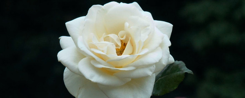 白色玫瑰花代表着什么（送给心爱的女爱表达赞美）