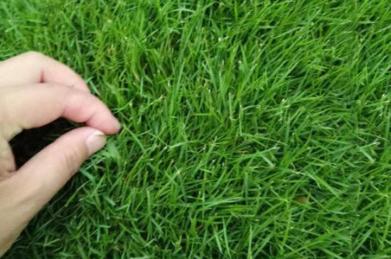 草籽可以直接撒在草坪上吗（播种完成后再将覆盖一层细土）