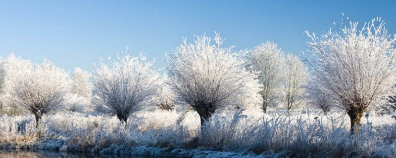 冬季树干涂白对树木有什么作用（主要是为了防止树木被冻伤）