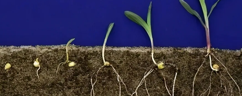 什么植物的生长周期最短（哪种植物生长速度最快）