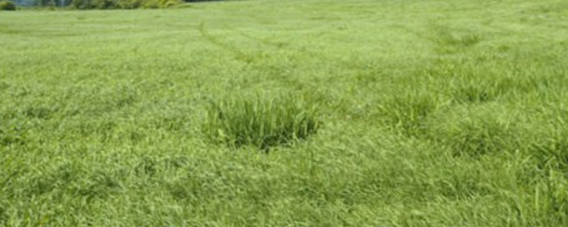 草籽可以直接撒在草坪上吗（播种完成后再将覆盖一层细土）