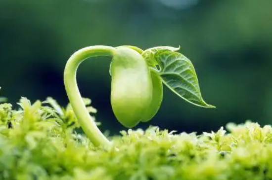 温度对植物生长影响的主要原因（地理温度对植物生长的影响）