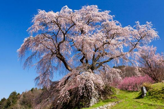 樱花树怎么种植（樱花种植方法和时间）