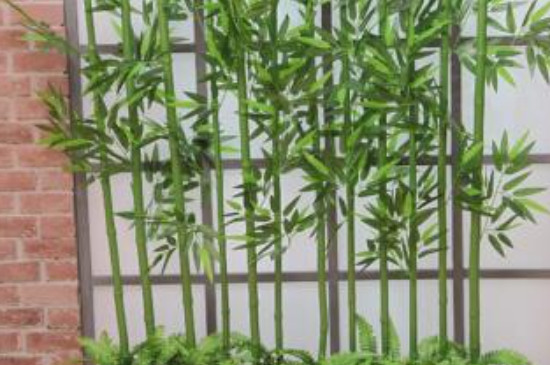 室内米竹的养殖方法有哪些 室内米竹的养殖方法和技术