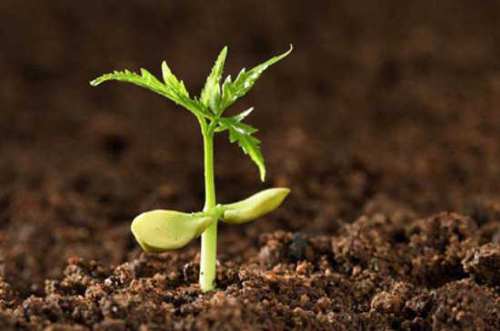 土壤对植物的生长有哪些作用（为植物生长提供了养分和水分）