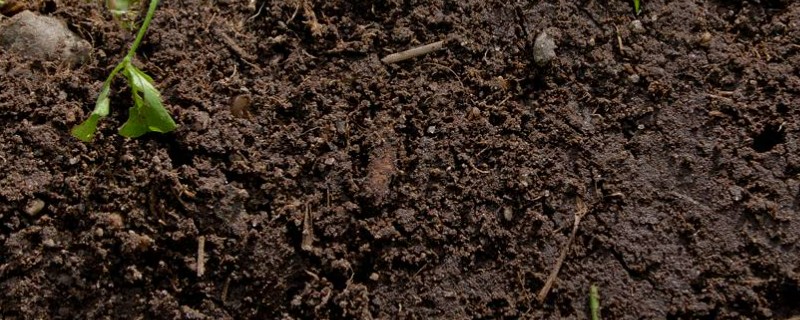 土壤杀菌消毒有什么好办法（怎么用多菌灵给土消毒）