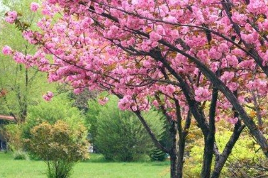 樱花树怎么种植（樱花种植方法和时间）