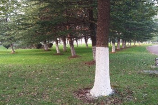 树为什么下半部分要刷成白色（树的下半部分涂上白色为什么）