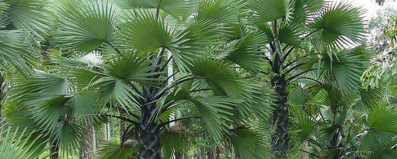 棕榈树耐低温多少度（能够忍耐零下22℃的低温）