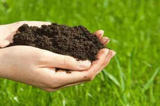 植物营养肥料有哪些（适合碱性土壤的植物肥料）