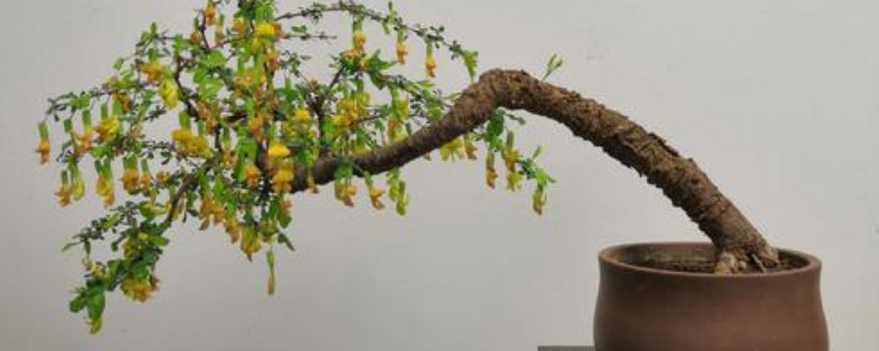 盆栽金雀怎样施肥最好 金雀儿盆栽的养殖方法和技术