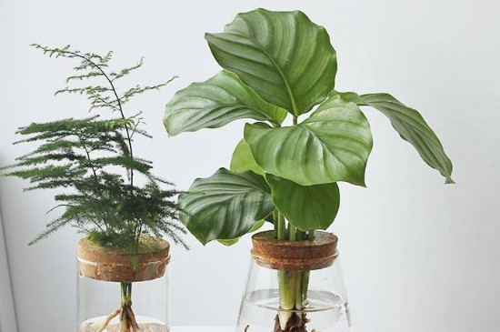 家里养植物可以净化空气（室内养植物能提供新鲜空气吗）
