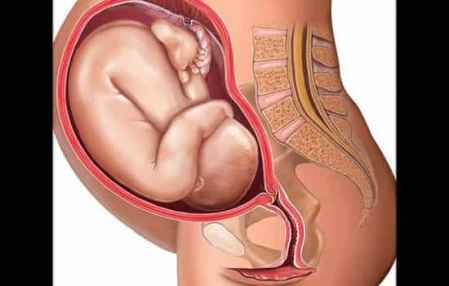 胎儿在妈妈肚子里不同体位图片（胎儿在肚子里的姿势图）