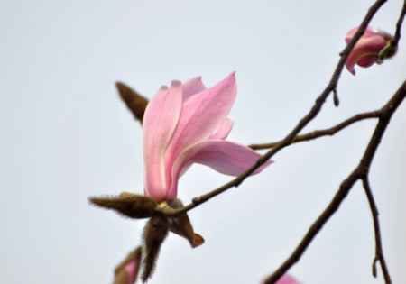木兰花儿的花语是什么 木兰花的花语灵魂高尚