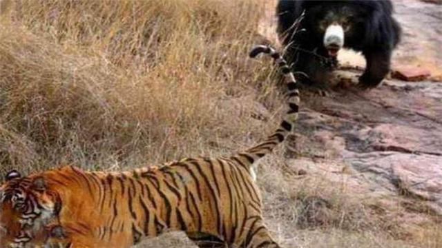 老虎最怕哪种动物（猫科动物绝对霸主谁也不怕）