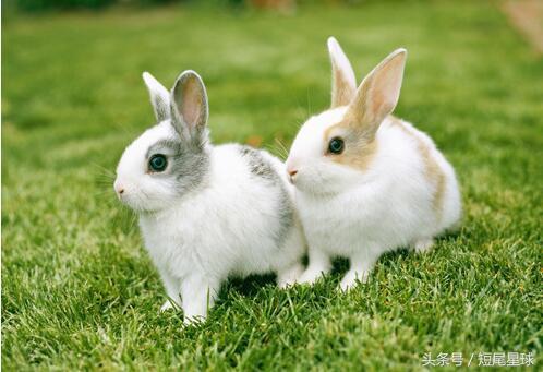 兔子多大就可以繁殖小兔子（基本上4-5个月）