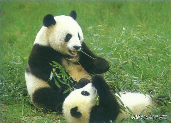 你可知道大熊猫为什么被视为中国的国宝吗（熊猫被视为国宝的原因）