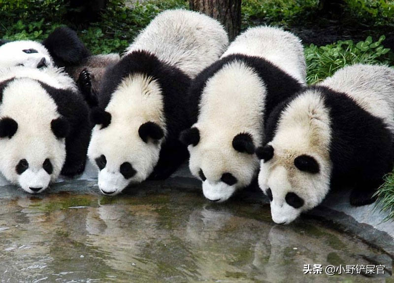 你可知道大熊猫为什么被视为中国的国宝吗（熊猫被视为国宝的原因）