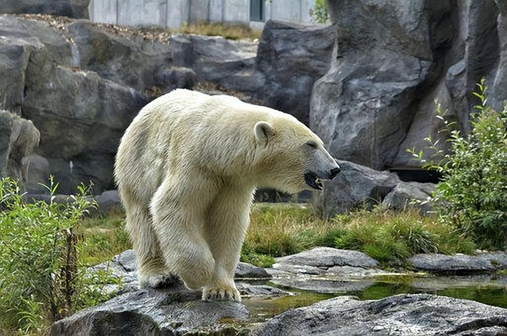 北极熊的颜色是什么样子的（北极熊的毛发是白色的）