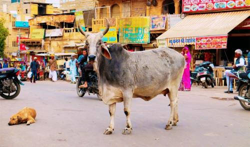 苏丹牛是做什么的（印度富裕家庭中的宠物）