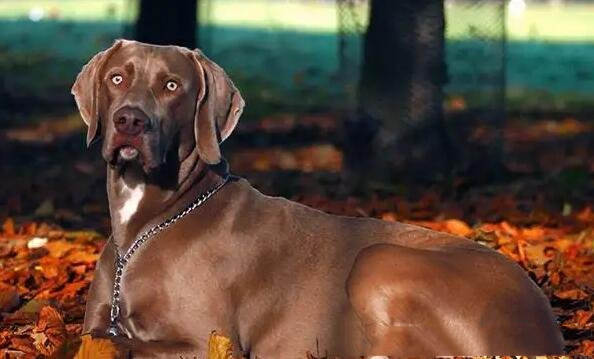威玛猎犬幼犬多少钱一只（最低价格在3000元左右）