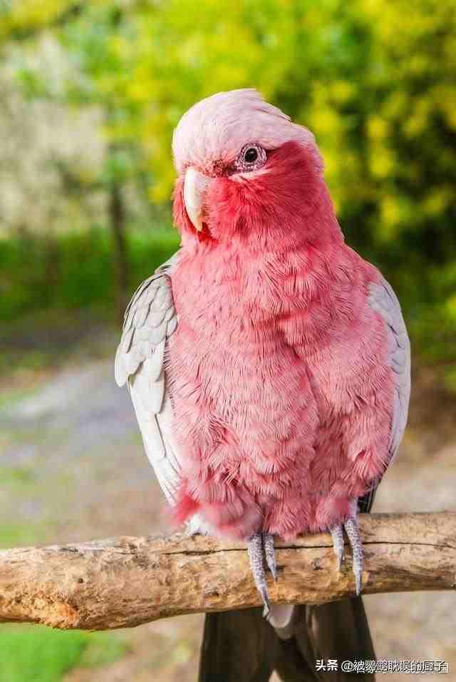 粉色巴丹鹦鹉多大繁殖（10个月以后一年以上都可以的）