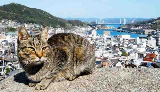 日本有名的猫岛在哪（一生必去的日本猫岛）