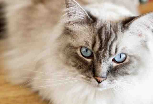 世界上最贵的猫什么品种（孟加拉国猫多少钱）