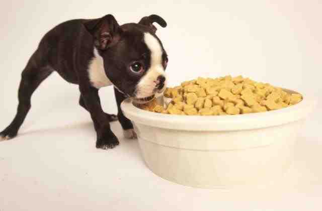 狗狗缺钙吃什么钙片（狗狗补钙的误区及正确补钙的方式）