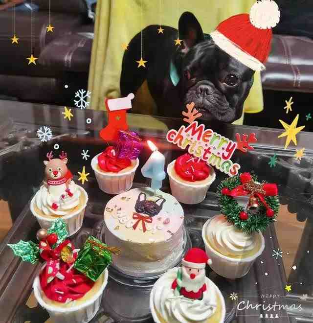 宠物狗的生日宴（人比宠物更需要仪式感）