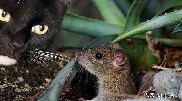 猫吃老鼠不会得病吗（猫为什么爱吃老鼠）