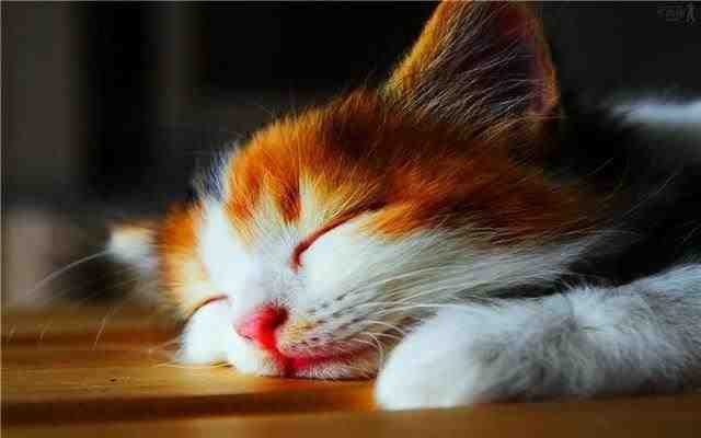 猫咪打呼噜很大声是为什么（猫咪的呼噜声并非因为熟睡）
