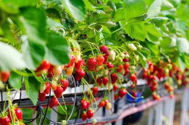 草莓该如何种植如何管理（草莓种植管理）