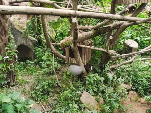 暑假适合去上海野生动物园游玩吗（暑假里上海野生动物园游记）