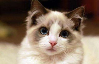 布偶猫价格多少钱一只最便宜（宠物级布偶猫3000到5000）