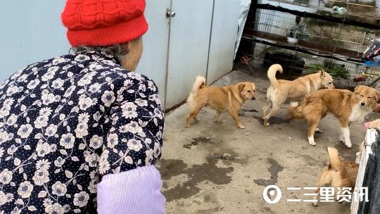 80岁奶奶20多年养了上千条流浪狗