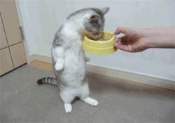 小奶猫如何从羊奶粉过渡到猫粮