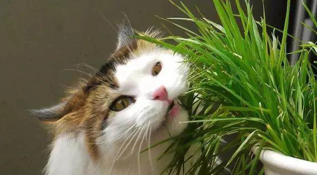 猫咪为什么老是出去吃草
