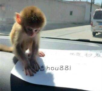 幼猴子市场价(猴崽子多少钱一只)