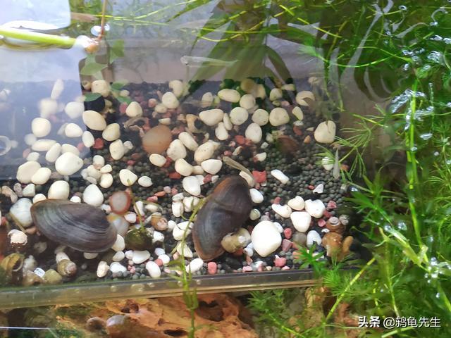 河蚌可以在鱼缸里养吗